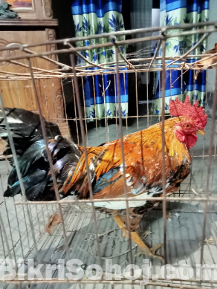 দেশি মোরগ